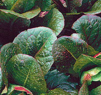 Lettuce, Red Romaine