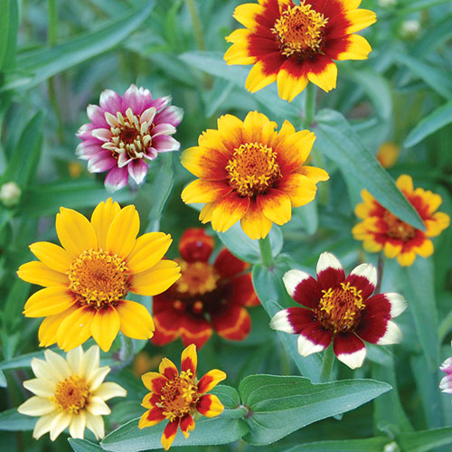 Zinnias, Persian Carpets