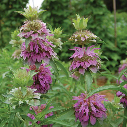 Bee Balm, Lemon Mint (Monarda citriodora)