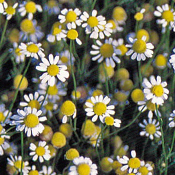 Chamomile, German