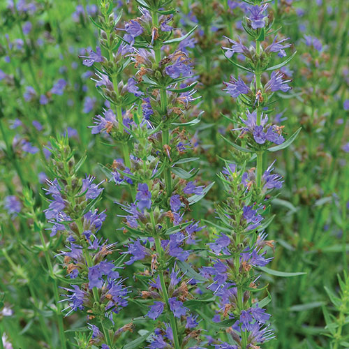 Hyssop (Hyssopus officinalis)