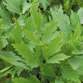 Lovage (Levisticum officinale)