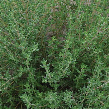 Thyme
