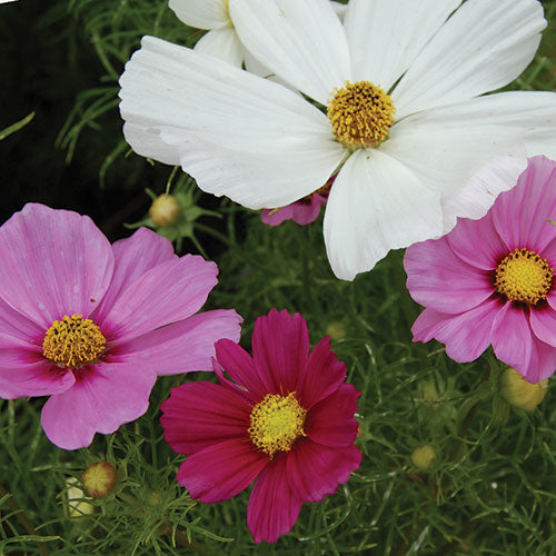 Cosmos, Sensation Mix