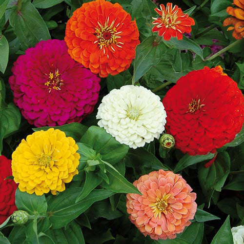 Zinnias, Benary's Giant