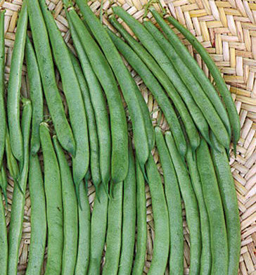 Pole Bean, Climbing French