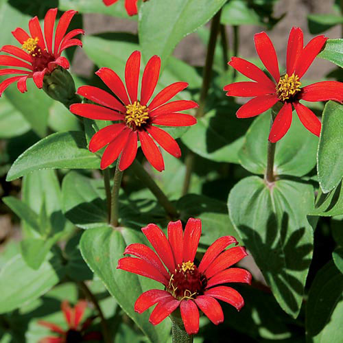 Zinnias, Red Spider