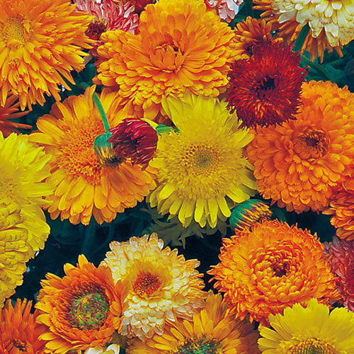 Calendula, Mix