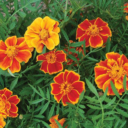 Marigold, Red Marietta
