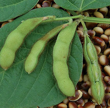 Soybean, Agate