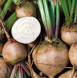Beet, Albino