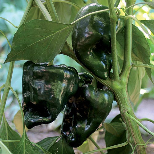 Pepper, Poblano (HOT)