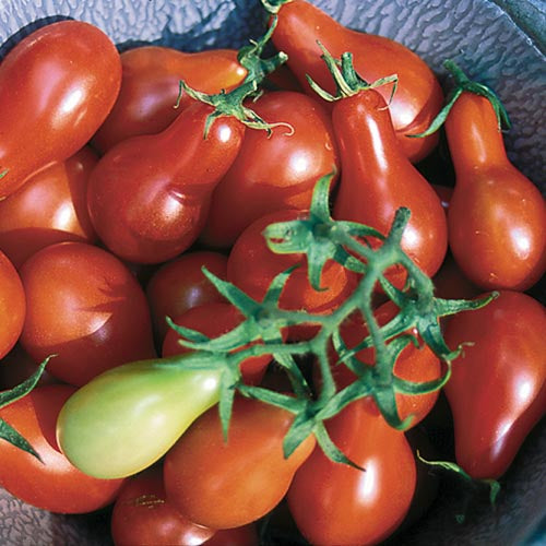 Tomato, Austin’s Red Pear