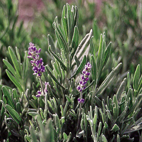Lavender (Lavandula angustifolia)