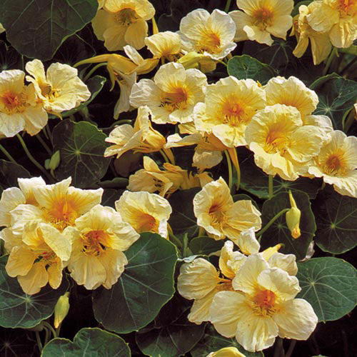 Nasturtium, Milkmaid