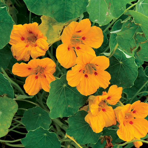 Nasturtium, Ladybird