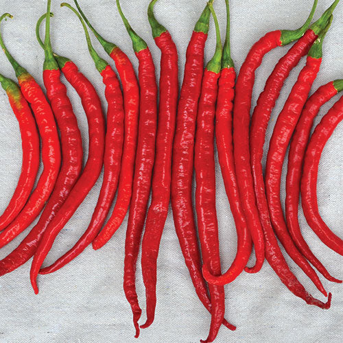Pepper, Cayenne (HOT)