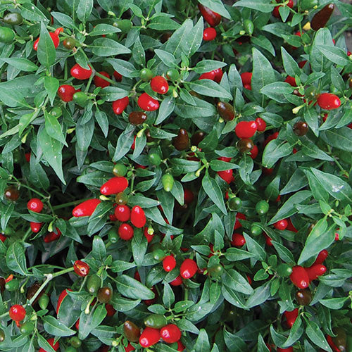 Pepper, Thai Hot Chili Pepper