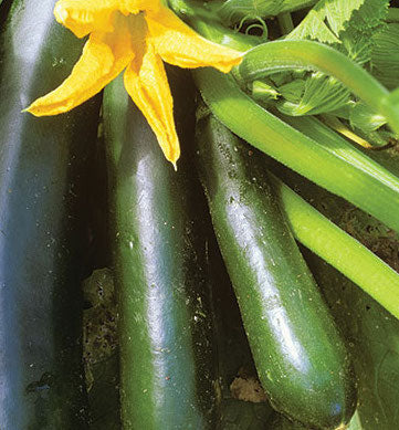 Squash, Black Beauty Zucchini - Summer