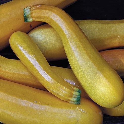 Squash, Summer, Golden Zucchini