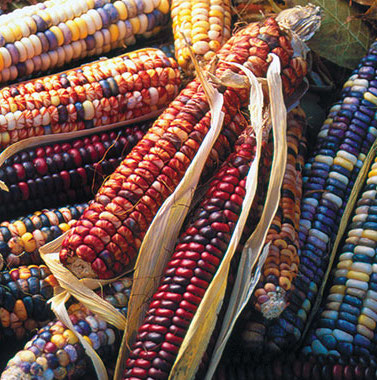 Maize, Mandan Bride