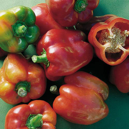 Pepper, Bull Nose Bell (SWEET)