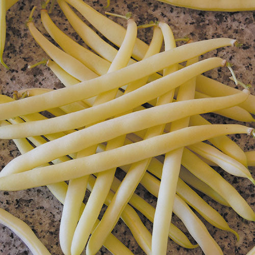 Bean, Golden Wax (Bush)