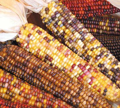 Maize, Smoke Signals Popcorn