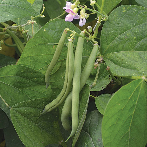 Bush Bean, Provider