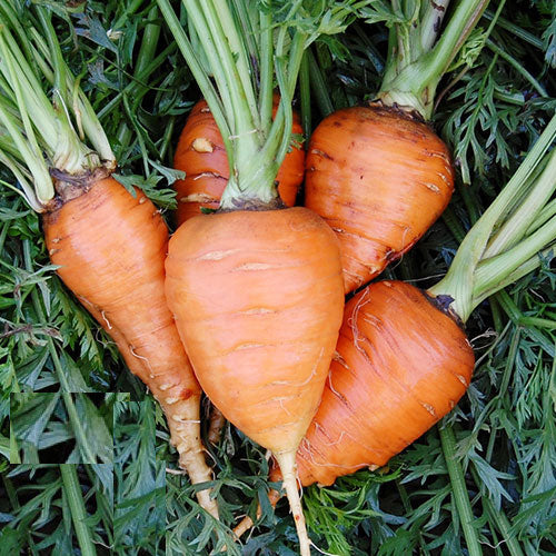 Carrot, Paris Market