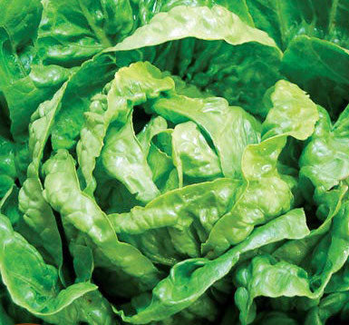 Lettuce, Winter Density