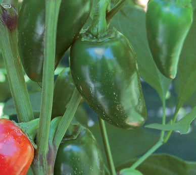 Pepper, Jalapeño (HOT)