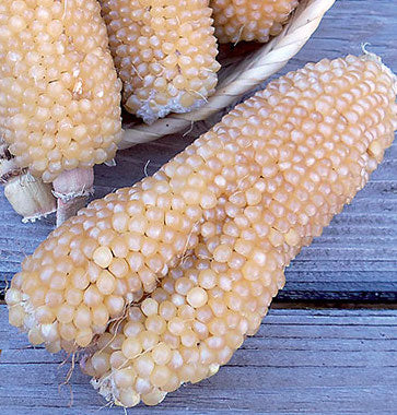 Maize, Bear Paw Popcorn