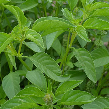 Basil, Lime