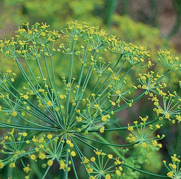 Dill (Anethum graveolens)