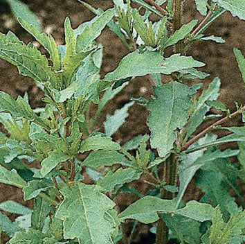 Epazote (Dysphania ambrosioides)