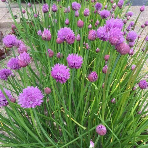 Chives, Common (Allium schoenoprasum)