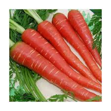 Carrot, Atomic Red