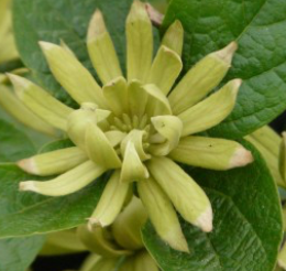 Carolina Allspice, Athens