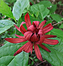 Carolina Allspice (Calycanthus floridus)