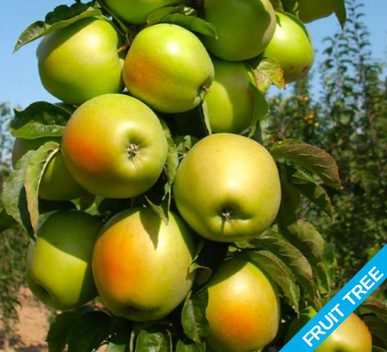 Apple, Blushing Delight - Urban