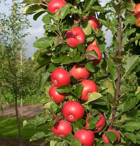 Apple, Tasty Red - Urban