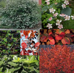 Black Chokeberry, Autumn Magic