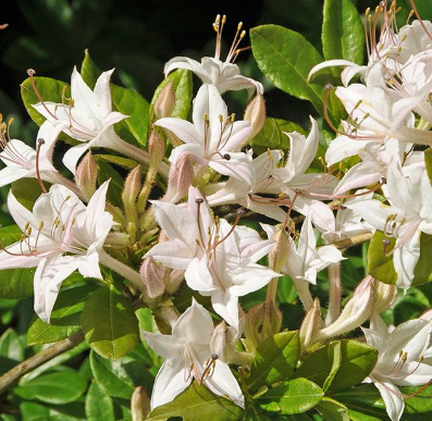 Swamp Azalea (Azalea viscosum)