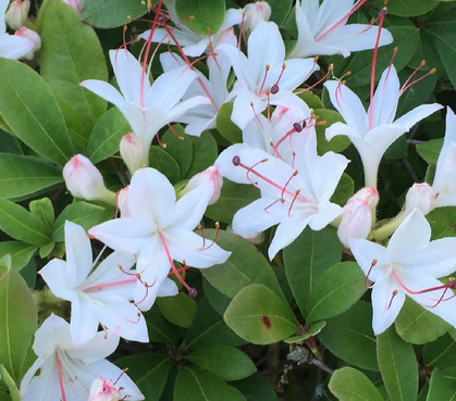 Sweet Azalea (Azalea arborescens)