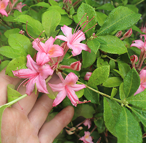 Azalea, Weston’s Pennsylvania