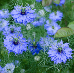 Balloon Flower - Black Cumin – Nigella