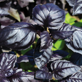 Basil, Amethyst