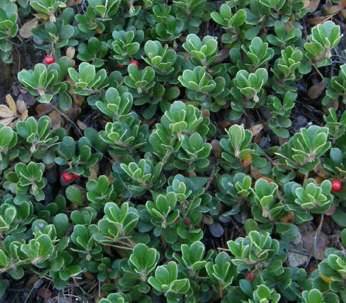 Bearberry/Kinnikinnick
