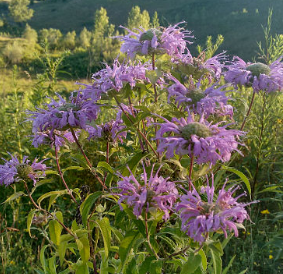 Bee Balm/Wild Bergamot
